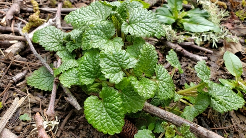 Mélisse officinale (Melissa officinalis) — photo 3