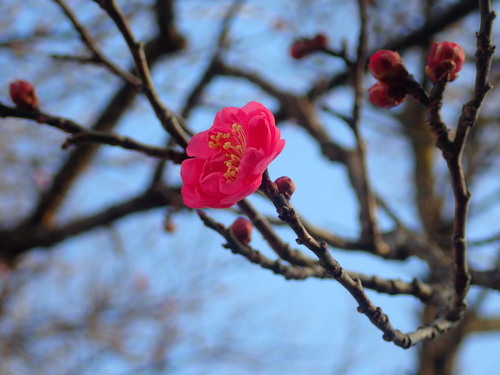 Prunus mume — photo 3
