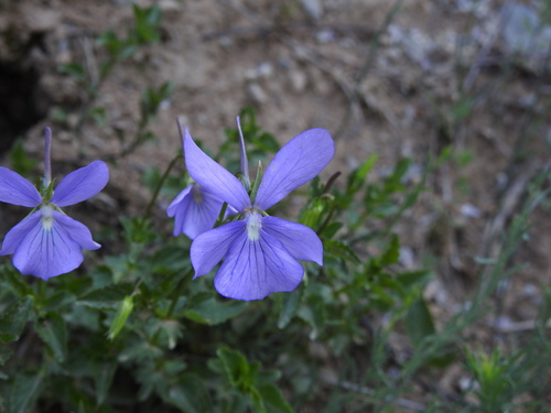 Pensée à corne (Viola cornuta) — photo 3