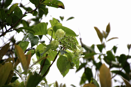 Hortensia grimpant (Hydrangea anomala) — photo 1