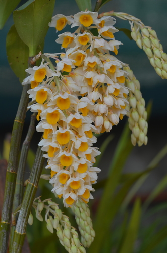 Dendrobium — photo 1