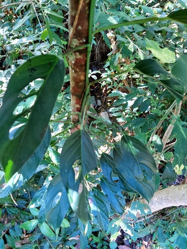 Swiss cheese-plant (Monstera adansonii): origin and uses โ photo 2
