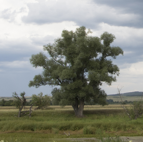 Salix alba — photo 3