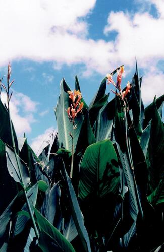 Canna indica — photo 3