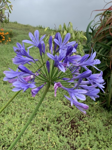 Agapanthus — photo 1