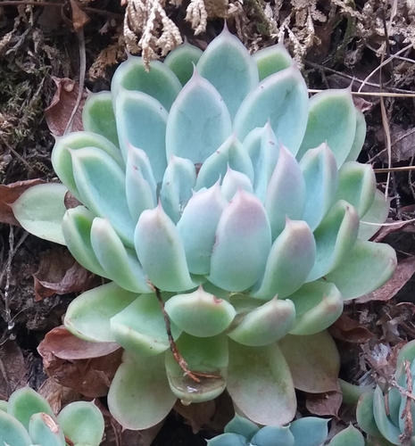 Mexican snowball (Echeveria elegans): origin and uses โ photo 2