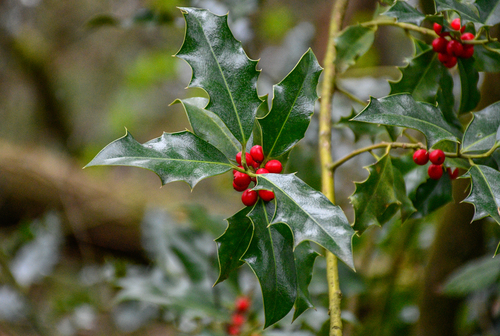 Ilex aquifolium — port 1