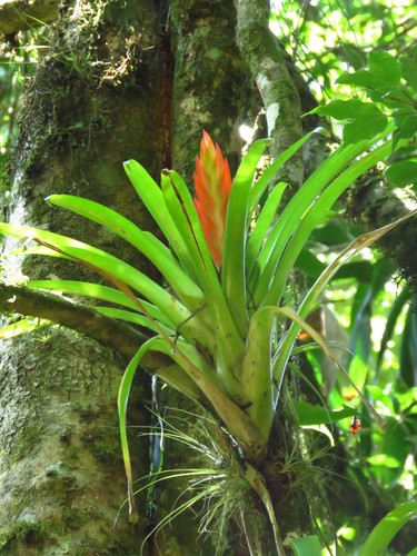 Tillandsia — photo 1