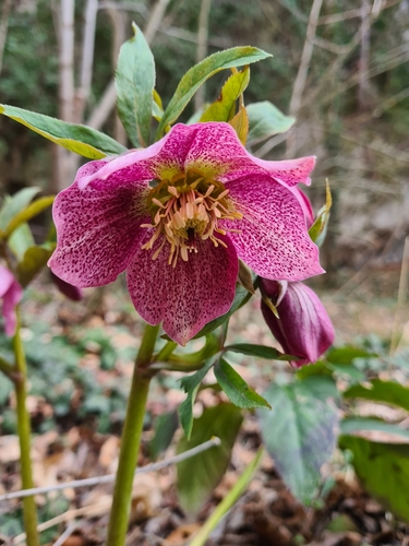 Helleborus — photo 2