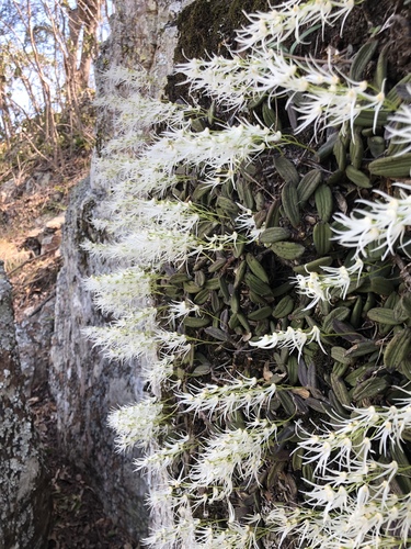 Dendrobium — photo 2