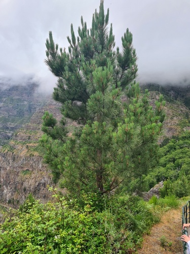 See-Kiefer (Pinus pinaster): Herkunft und Verwendung — foto 5