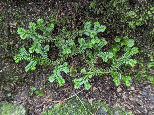 Selaginella kraussiana — photo 3
