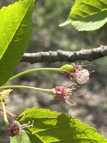 Prunus avium — photo 3