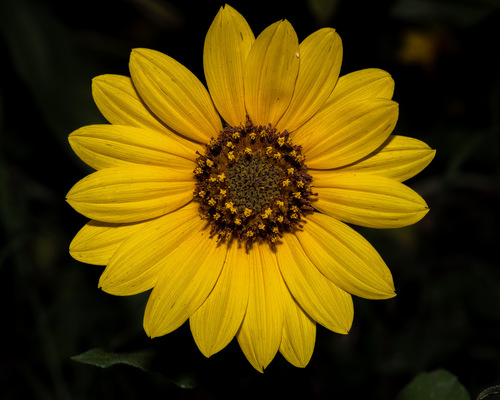 Helianthus — photo 2