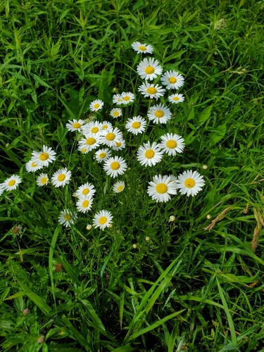 Leucanthemum vulgare — photo 3