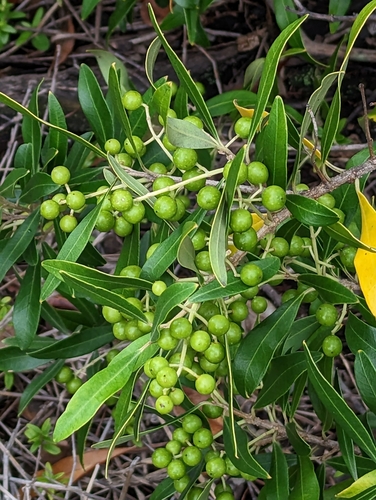 Olive (Olea europaea): origin and uses β photo 1