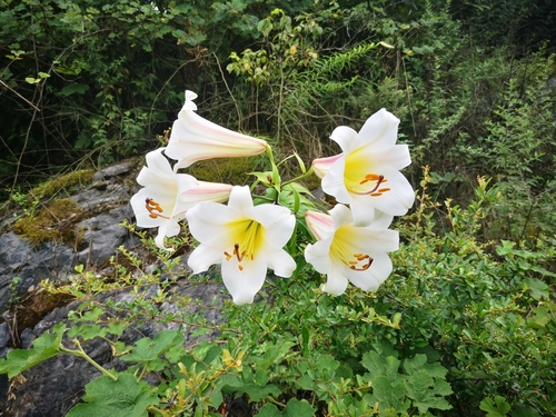 Lys royal (Lilium regale) — photo 1