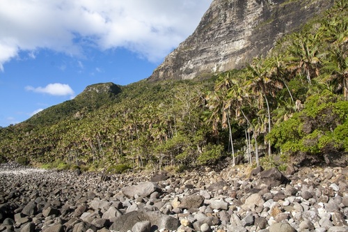 Kentia palm (Howea forsteriana): origin and uses โ photo 3