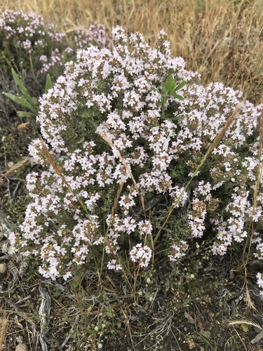 Thym commun (Thymus vulgaris) — photo 1