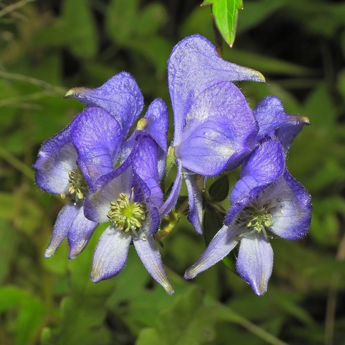 Aconitum — photo 1
