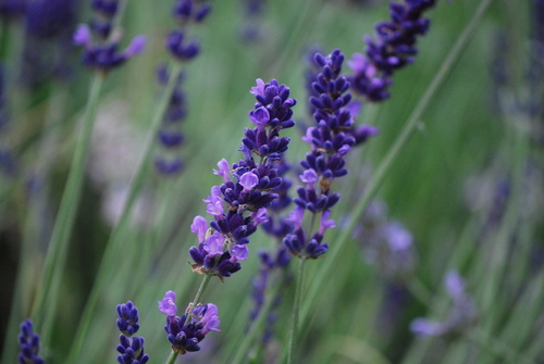 Common lavender (Lavandula angustifolia): origin and uses — photo 1