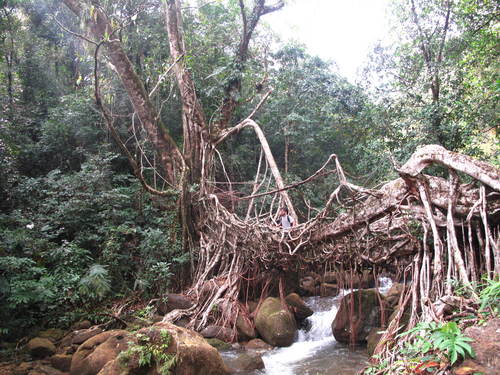 Ficus elastica — photo 2