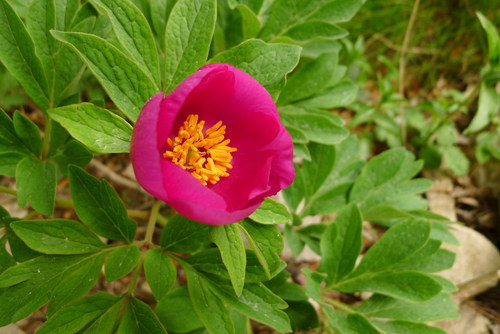 Pivoine officinale (Paeonia officinalis) — photo 1