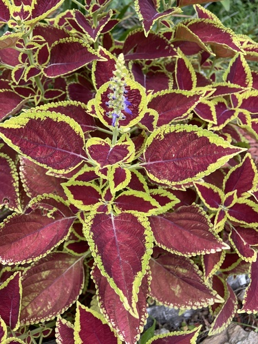 Coleus scutellarioides — photo 1