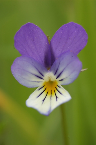 Viola tricolor — photo 1