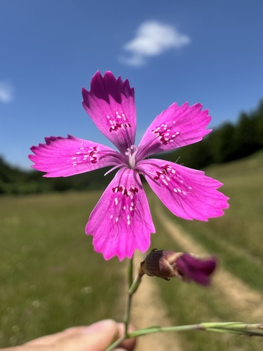 Dianthus deltoides — photo 3