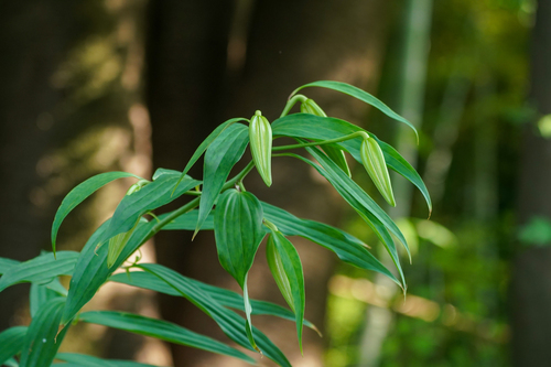 Lys doré du Japon (Lilium auratum) — photo 3