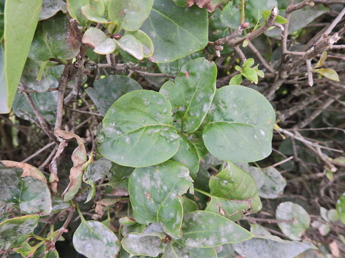 Syringa vulgaris — photo 3