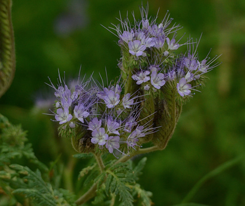 Phacelia tanacetifolia — photo 2
