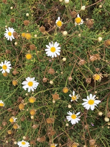 Argyranthemum frutescens — photo 2