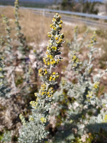 Artemisia absinthium — photo 3