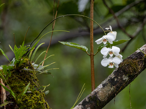 Phalaenopsis — photo 2