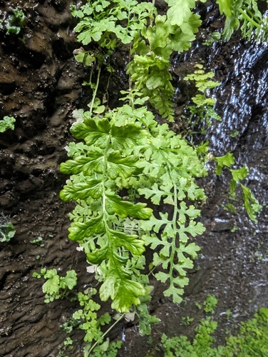 Pteridium aquilinum — photo 4