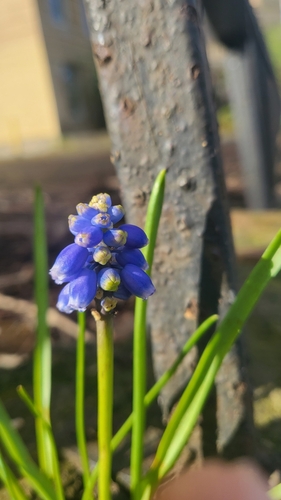 Muscari armeniacum — photo 2