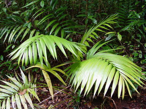 Kentia palm (Howea forsteriana): origin and uses โ photo 1