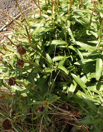 Leucanthemum × superbum — photo 2