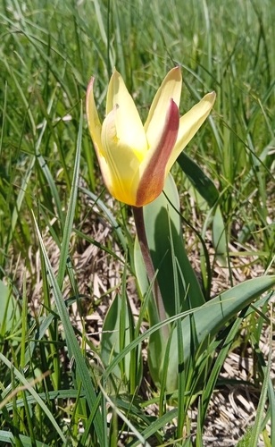 Tulipe nénuphar (Tulipa kaufmanniana) — photo 3