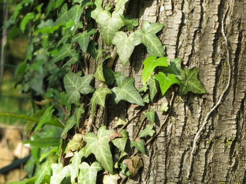 Hedera helix — photo 1