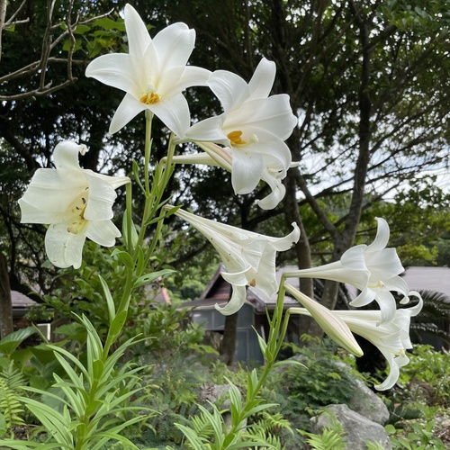 Lys de Pâques (Lilium longiflorum) — photo 3