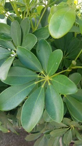 Miniature umbrella tree (Heptapleurum arboricola): origin and uses — photo 3