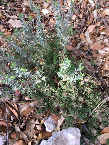 Thym commun (Thymus vulgaris) — photo 2
