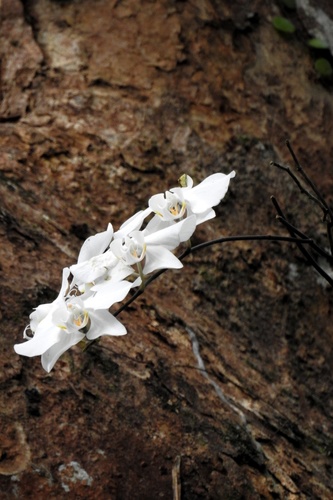 Phalaenopsis — photo 3