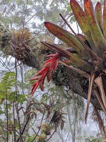Tillandsia — photo 2