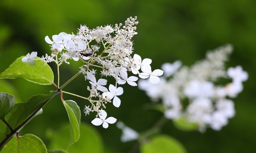 Hydrangea paniculata — photo 1