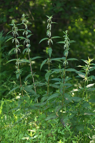 Grande ortie (Urtica dioica) — photo 1