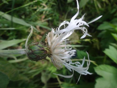 Centaurea montana — photo 3